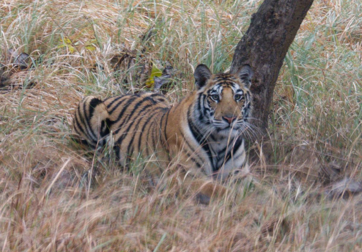 Featured image for Tiger